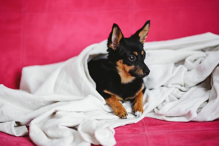 粉红色床上的可爱小狗