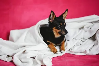 粉红色床上的可爱小狗