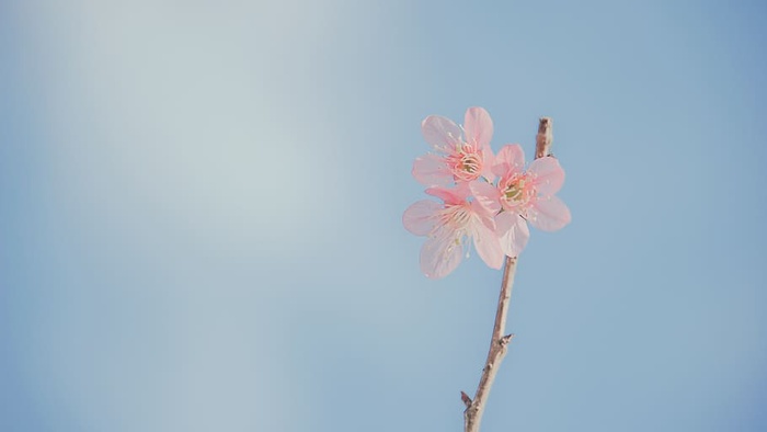 粉彩、花朵、浪漫、粉色、玫瑰、休息、常规、茶