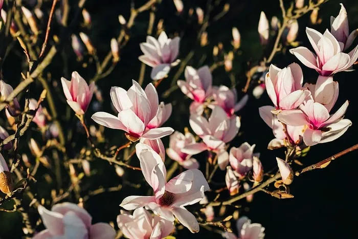 粉色的春花