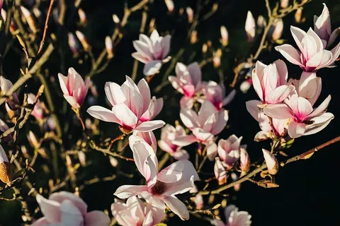 粉色的春花 粉色的春花