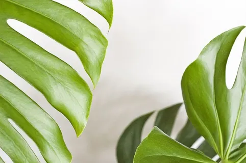 怪物,植物,树叶,热带,自然,夏天,植物部分,叶子 怪物,植物,树叶,热带,自然,夏天,植物部分,叶子