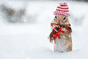 聚焦摄影，棕色，仓鼠，雪，地方，冬天，花栗鼠，针织帽