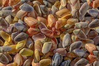 迈尔斯堡海滩，美国，佛罗里达州，海贝壳，科奎纳贝壳，全画幅，高视角，背景