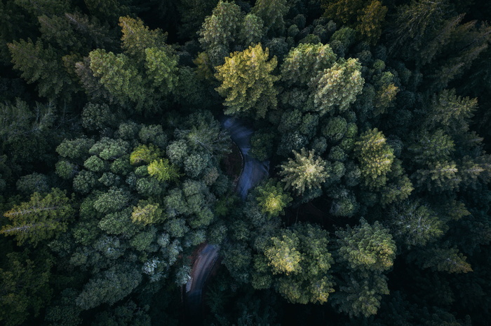 绿色、树叶、树木、植物、自然、森林、户外、空中