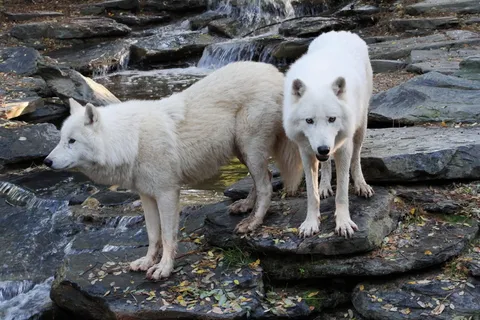 狼，白人，动物，野生，捕食者，动物主题，哺乳动物，脊椎动物
