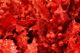 摘要、背景、浆果、庆典、圣诞节、装饰、节日、假日