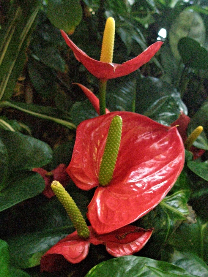 红掌花盛开