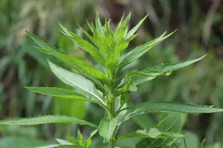 自然，叶子，花，植物，自然，开花，开花，花瓣