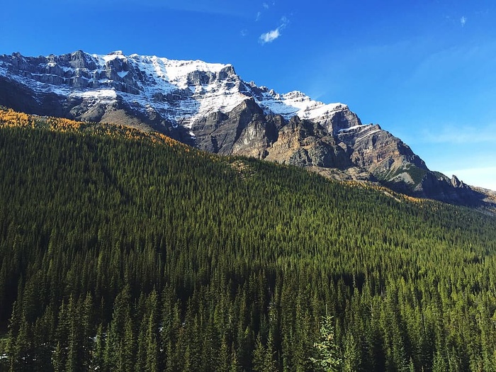 森林，小山，风景，山，自然，户外，风景，树木