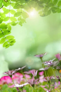 浅,聚焦摄影,粉色,花,春天,背景,花,田野 浅,聚焦摄影,粉色,花,春天,背景,花,田野