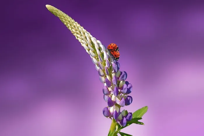 绿色,紫色,花,浅,背景,瓢虫,开花,开花 绿色,紫色,花,浅,背景,瓢虫,开花,开花