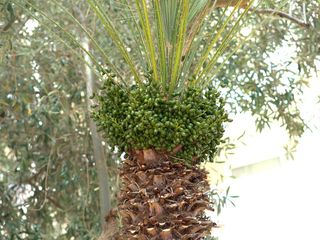 棕榈, 水果, 海枣, 日期, 热带, 异国情调, 树, 植物