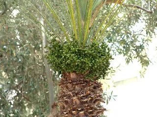 棕榈, 水果, 海枣, 日期, 热带, 异国情调, 树, 植物