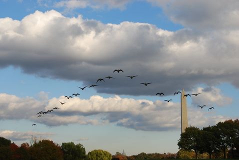 鸟类，训练，飞行，天空，云，方尖碑，华盛顿，美国