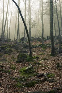 落日下有石头的雾林