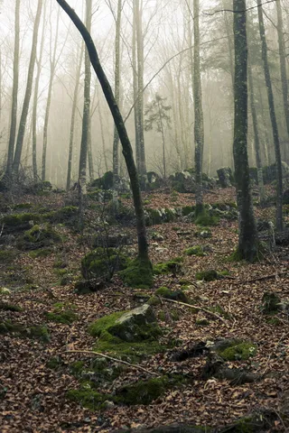落日下有石头的雾林