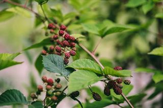 花园里的花、水果和蔬菜