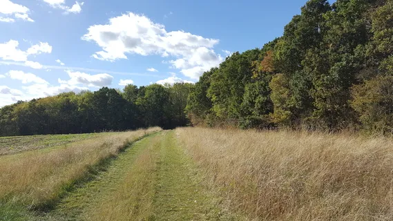 英国,贝德福德郡中部,未命名道路,植物,树木,天空,景观,土地 英国,贝德福德郡中部,未命名道路,植物,树木,天空,景观,土地