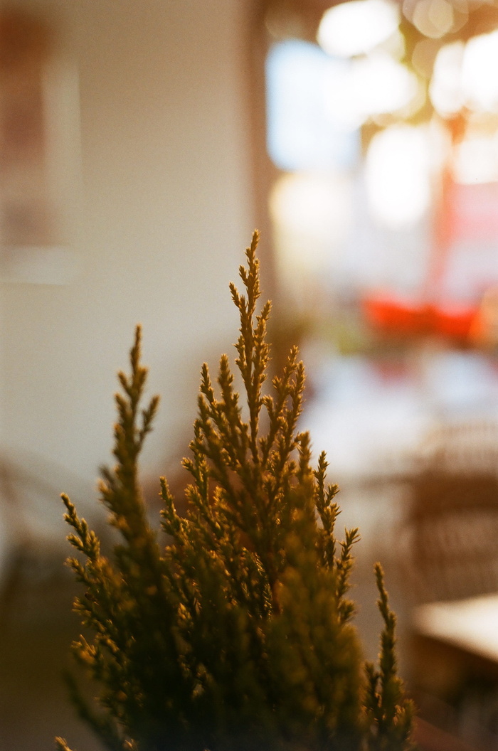 树，阳光明媚，逆太阳，球，漂亮，植物，生长，没有人