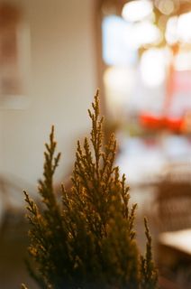 树，阳光明媚，逆太阳，球，漂亮，植物，生长，没有人