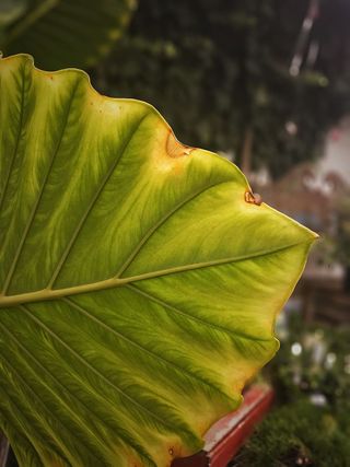 手机照片，绿色，自然，巨大的叶子，叶子，植物部分，特写，绿色
