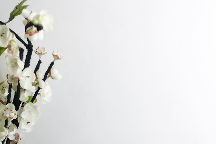 白色花朵，模型照片，风格库存照片，最小，花卉，开花植物，花卉，植物