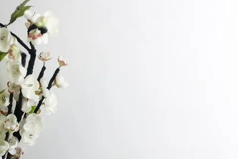 白色花朵,模型照片,风格库存照片,最小,花卉,开花植物,花卉,植物 白色花朵,模型照片,风格库存照片,最小,花卉,开花植物,花卉,植物