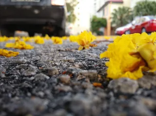 植物、叶子、花、秋天、土壤、黄色、植物、季节