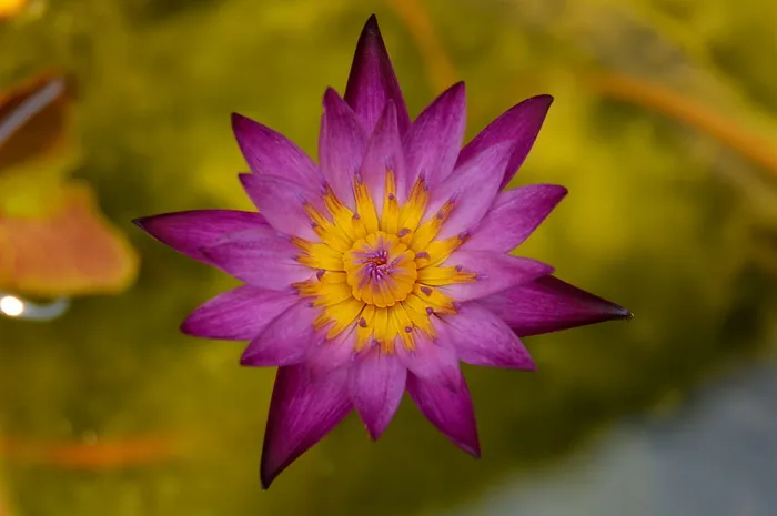 特写，照片，粉色，花瓣状花朵，百合，花朵，天然，植物