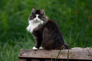 棕色，白色，缅因州浣熊猫，休息，木制，面板，猫，动物