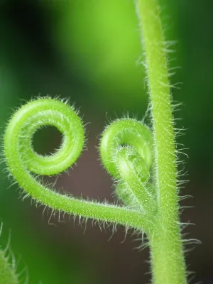 绿色，植物，西葫芦，兰科，为什么卷云，绿色，生长，自然之美