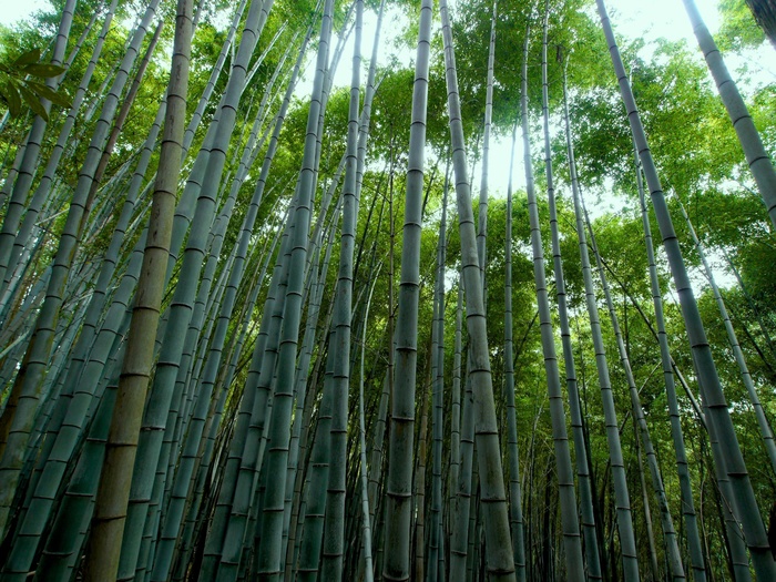 绿色中国竹子，竹林，竹子，绿色，竹子-植物，自然，竹林，森林