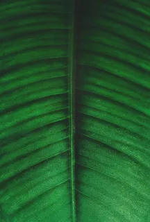 绿叶和黑叶照片