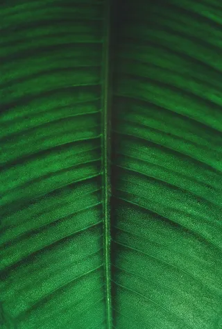 绿叶和黑叶照片