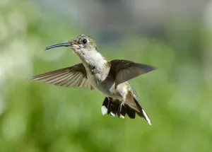 蜂鸟选择性摄影