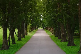 道路，四周，树木，白天，干净，绿色，草地，田野