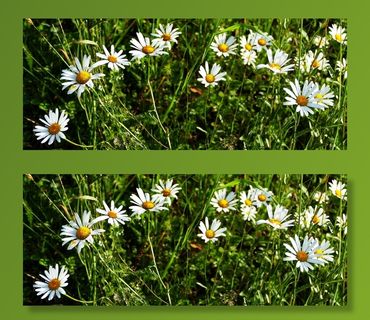 风景，自然，草地，光，玛格丽特，太阳，开花植物，花