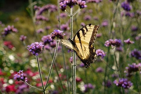 花上的黄黑蝴蝶 花上的黄黑蝴蝶