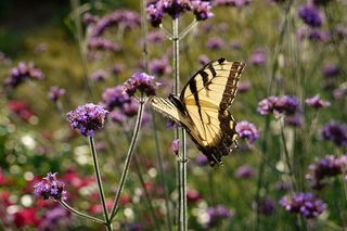 花上的黄黑蝴蝶