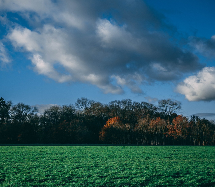 英国，hemel hempstead，Wooden，wood，treeline，nature，sky，landscape