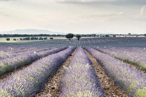 薰衣草花田