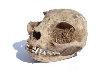 骷髅，肉食性，休伦，埋葬，骨头，白色背景，摄影棚拍摄，无人