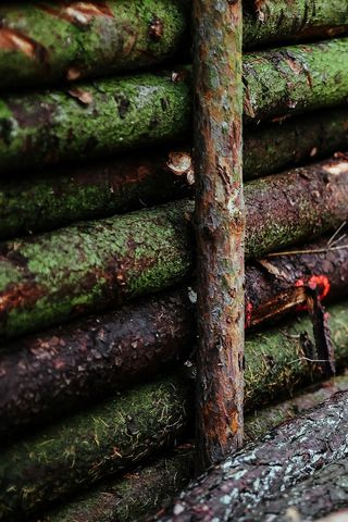 在秋天的森林里散步