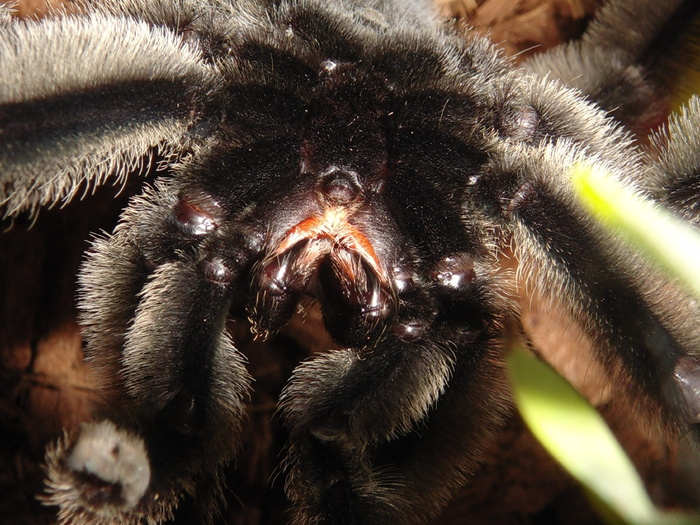 无脊椎动物，昆虫，自然，动物，蜘蛛，蛛形纲，ptasznikowate，psalmopoeus irminia