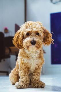 加拿大，多伦多，可爱，工作室，金色，涂鸦，美丽，好孩子