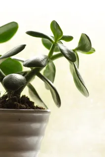 自然,花朵,死亡,花园,绿色,花朵,生长,特写 自然,花朵,死亡,花园,绿色,花朵,生长,特写