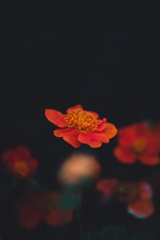 植物，花粉，花朵，花瓣，花朵，天竺葵，雏菊，雏菊