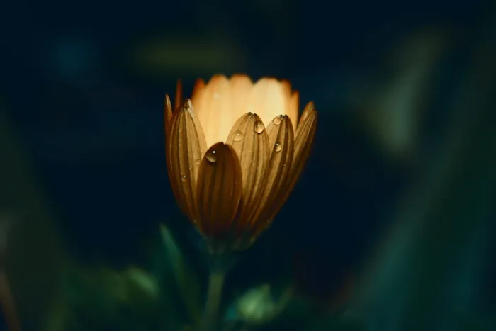 特写照片中的黄色雏菊花