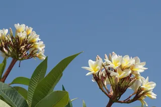 frangipani，champa laos，白色花朵，芳香，天空，开放，frangipani花朵，champa白色